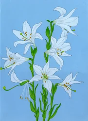 Elegant White Lilies