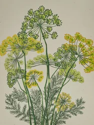 Fresh Yellow Dill