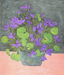 Potted Purple Violets