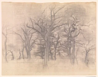 Oak Trees