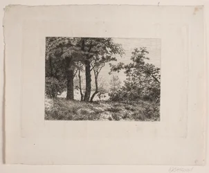 Oak Trees at the Edge of a Forest