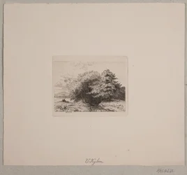 Edge of a Forest