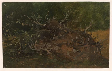Study of a Tree Stump