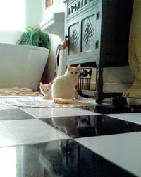 Puddy Cats