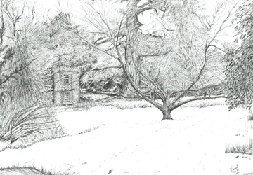 The Handkerchief Tree at Monk Coniston Gardens, 2024