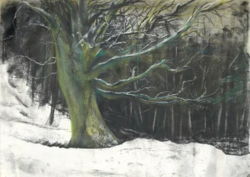 Tree in winter snow at Osmotherley woods