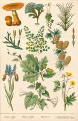 Botanical Illustration