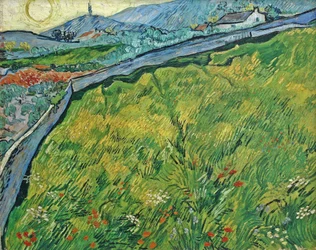 Enclosed wheat field with rising sun