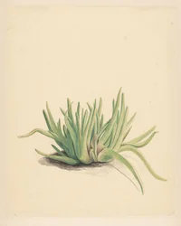 Ice Plant (title on object)