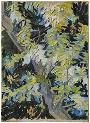 Acacia in Flowers