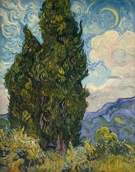 Cypresses