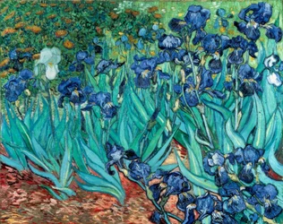 Irises