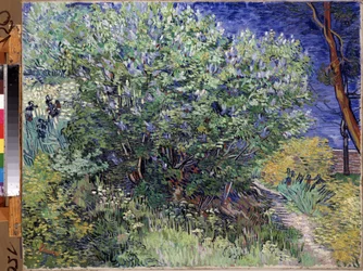 Lilac Bush