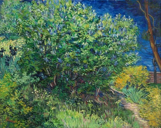 Lilacs