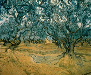 Olive Trees