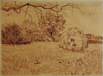 Park with Shrub