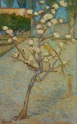 Small pear tree in blossom