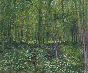 Trees and Undergrowth