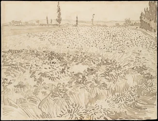 Wheat Field