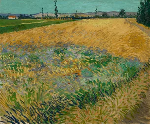 Wheatfield