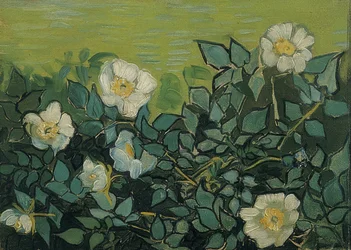 Wild Roses