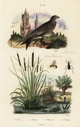 Alpine swift, bulrush, beetle and wasp