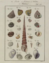 Sea Shells: Trochi, Turbines, Neritae Helices, from Neues Systematisches Conchylien-Cabinet, 1784