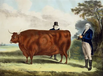 Portrait of Mr T.W. Coke Esq. and Clerk Hilliard Esq. with a North Devon Ox