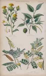 Safflower; Fustic; Brasilwood; Logwood