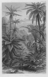 Tree Ferns