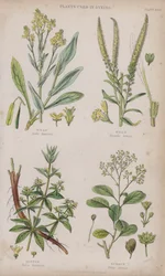 Woad; Weld; Madder; Sumach