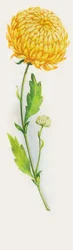 Chrysanthemum flower, drawing