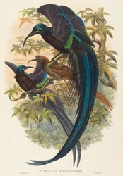 Sickle-billed Bird of Paradise