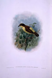 Loboparadisea Serica, Waterbilled Bird of Paradise