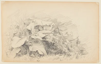 Study of Grass and Plants