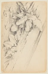 Study of Plants and Rotten Tree Trunk, 155th Street