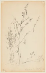 Study of Thistles