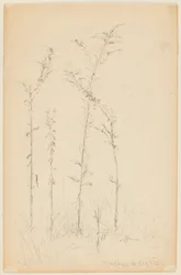 Study of Wild Plants, Fordham Heights
