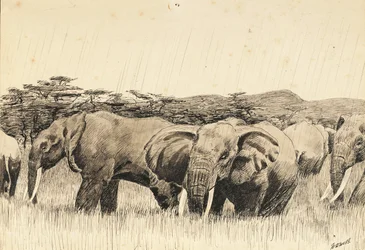 African elephants
