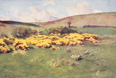 Wessex: Summer in Wessex