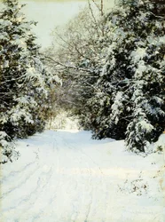 Snow-Laden Trees