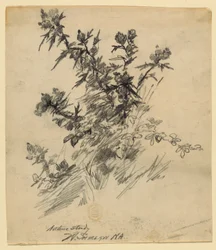 Nature Study