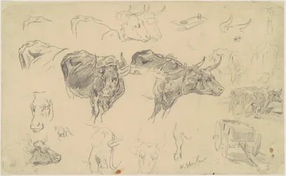 Studies of Oxen