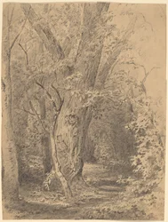 Tree and Foliage