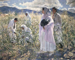 Indian corn, Taos