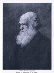 Etching of Charles Darwin, Nature in Britain published by Collins