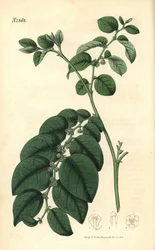 Breynia fruticosa. Handcoloured botanical engraving from John Sims