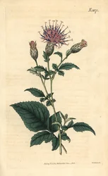 Five-leaved Sarrette - Klasea quinquefolia. Handcoloured botanical engraving from John Sims