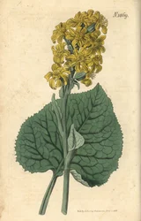 Siberian Ligular, Ligularia sibirica. Handcoloured botanical engraving from John Sims