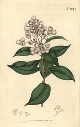 Syzygium smithii. Handcoloured botanical engraving from John Sims